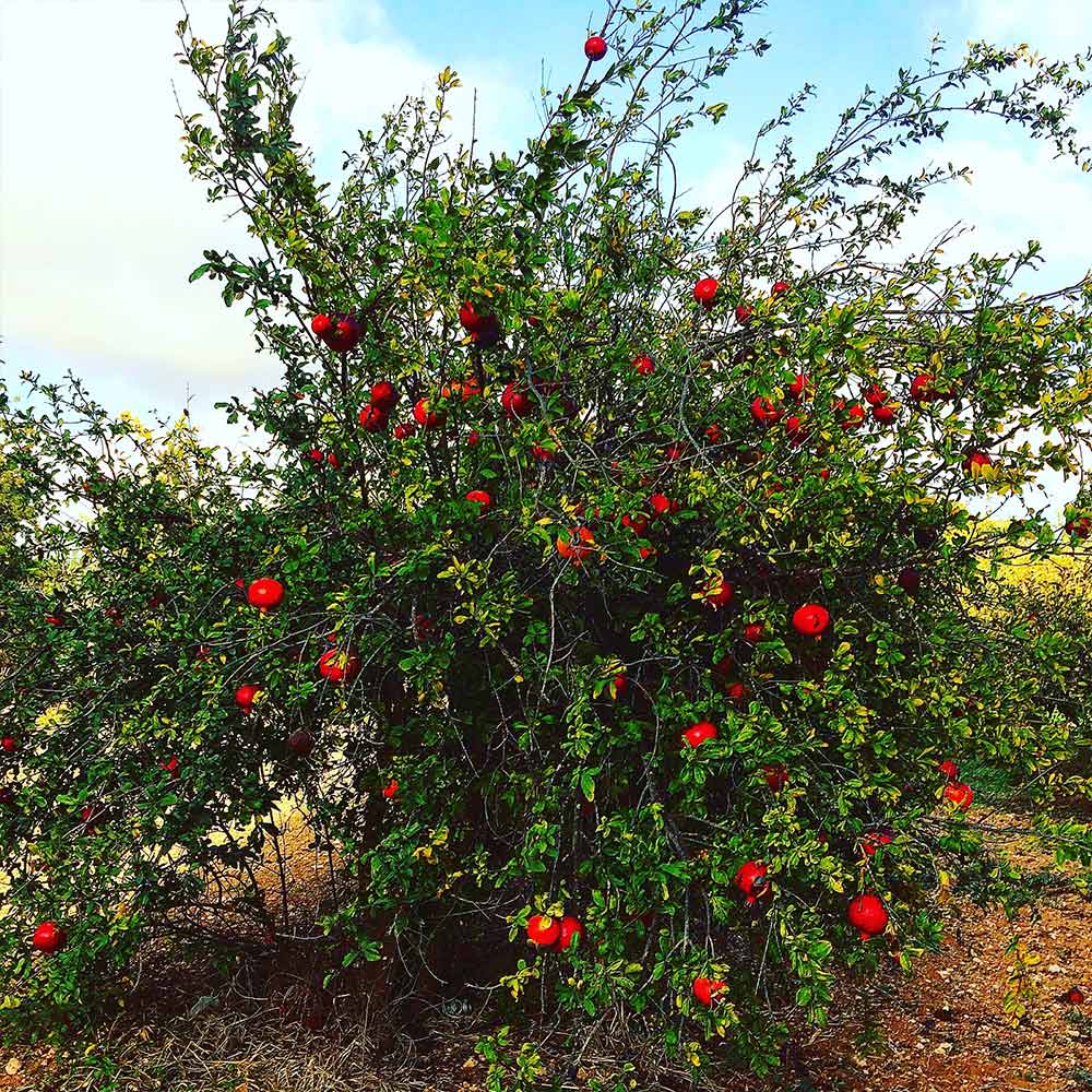 Cold Hardy Red Pomegranate Tree - USDA Organic - Image 3
