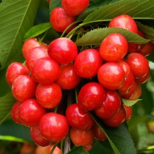 Coral Champagne Cherry Tree