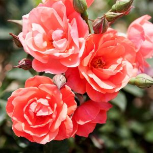 Coral Knock Out® Rose Shrub