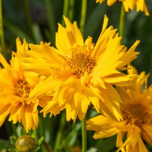 Double The Sun Coreopsis Plant
