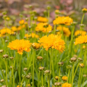 Early Sunrise Coreopsis Plant