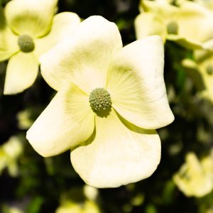 Mountain Moon Dogwood Tree