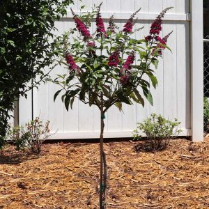 Bloomables® CranRazz Butterfly Bush (Tree Form)