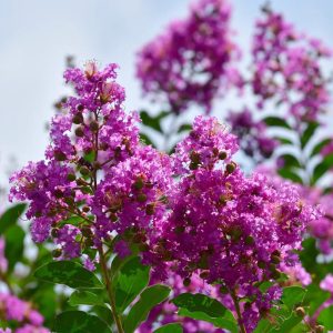 Twilight Crape Myrtle Tree