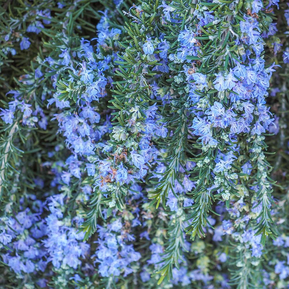 Creeping Rosemary - Image 4