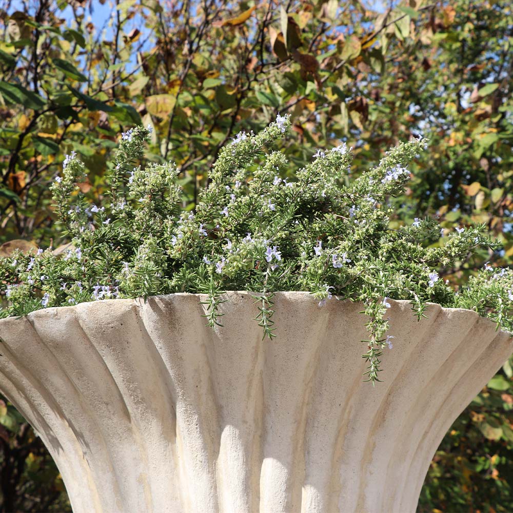 Creeping Rosemary - Image 2
