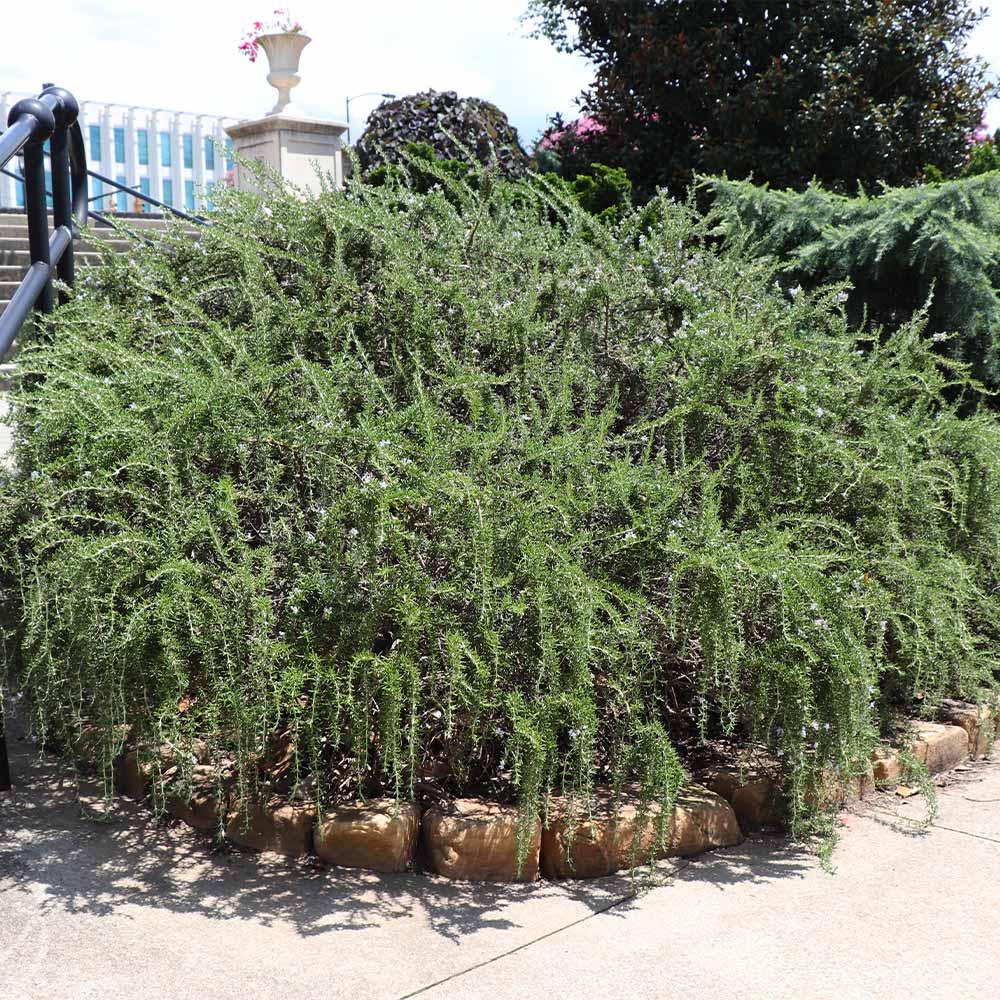 Creeping Rosemary - Image 3