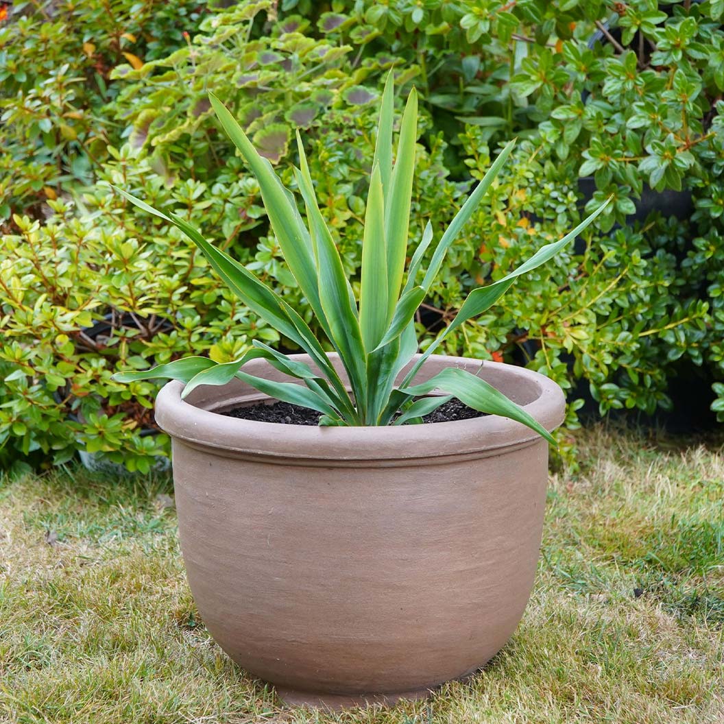 Crescent Garden Agave Planter - Image 2