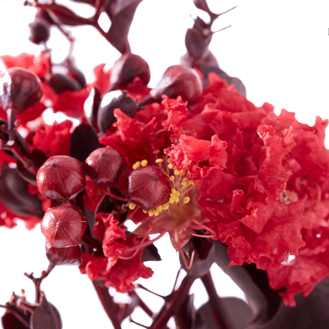 Black Diamond® Crimson Crown™ Crape Myrtle Shrub - Image 2