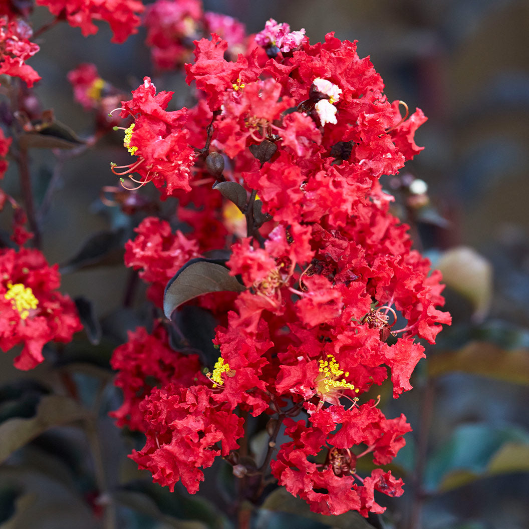 Black Diamond® Crimson Crown™ Crape Myrtle Shrub - Image 3