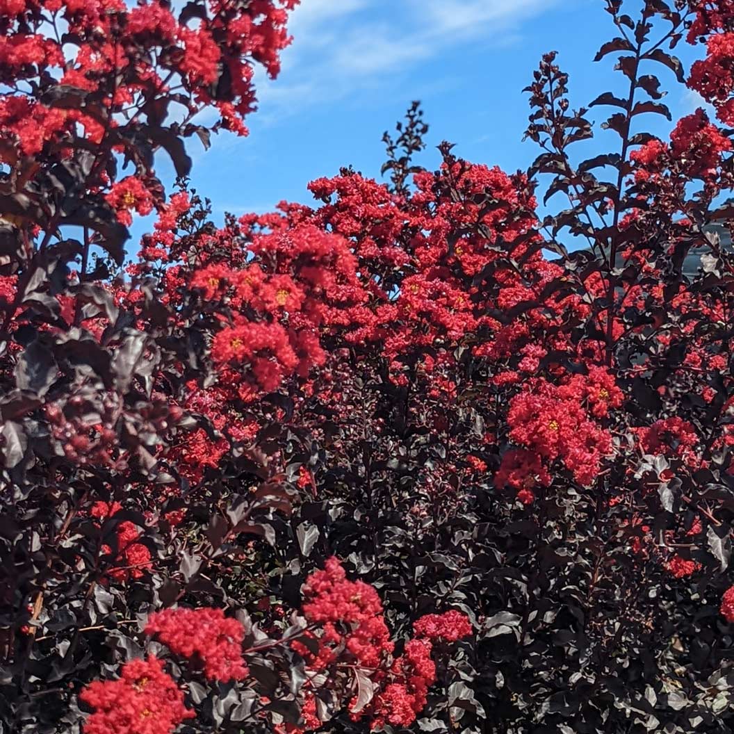 Black Diamond® Crimson Crown™ Crape Myrtle Shrub - Image 4
