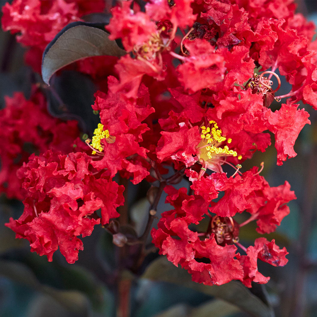 Black Diamond® Crimson Crown™ Crape Myrtle Shrub - Image 5