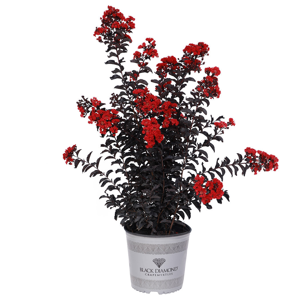 Black Diamond® Crimson Crown™ Crape Myrtle Shrub - Image 6