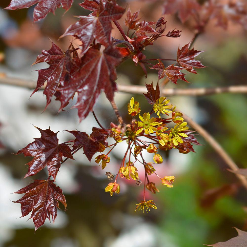 Crimson King Maple Tree - Image 3