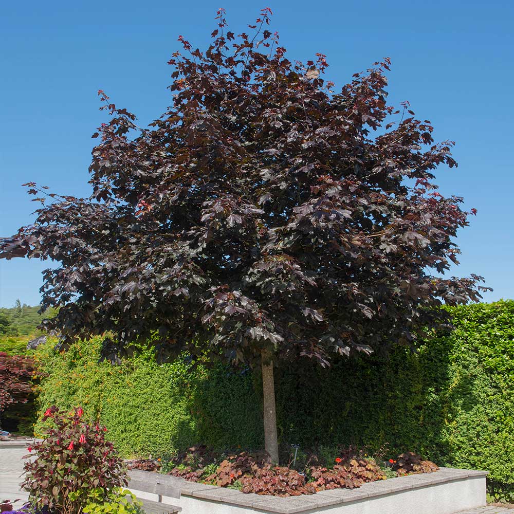 Crimson King Maple Tree - Image 4