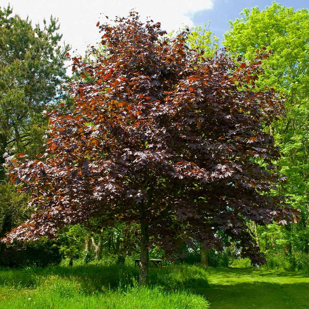 Crimson King Maple Tree - Image 2