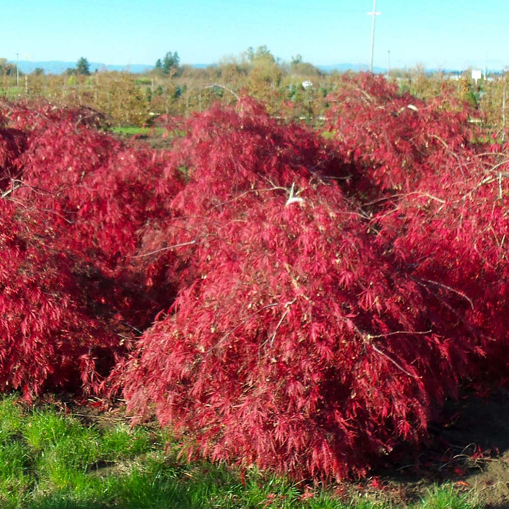Crimson Queen Japanese Maple Tree - Image 3
