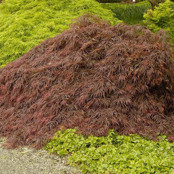 Crimson Queen Japanese Maple Tree - Image 2