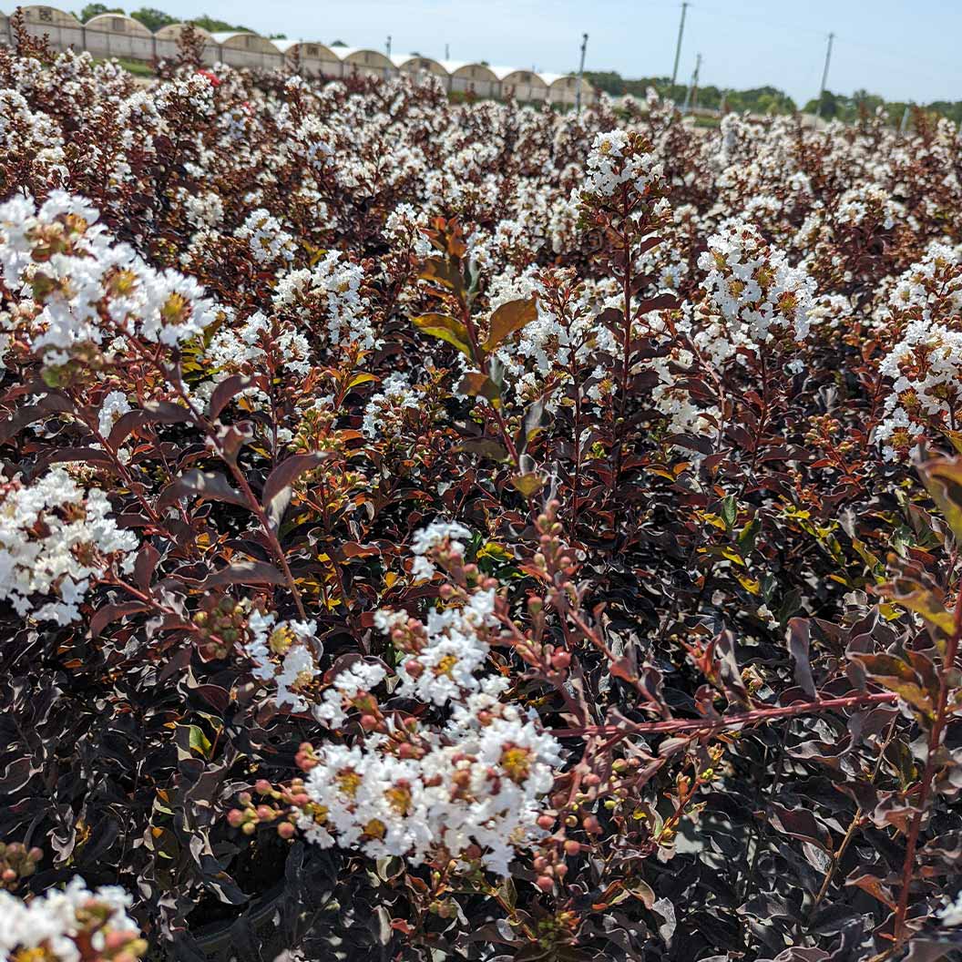 Black Diamond® Crystalline™ Crape Myrtle - Image 2