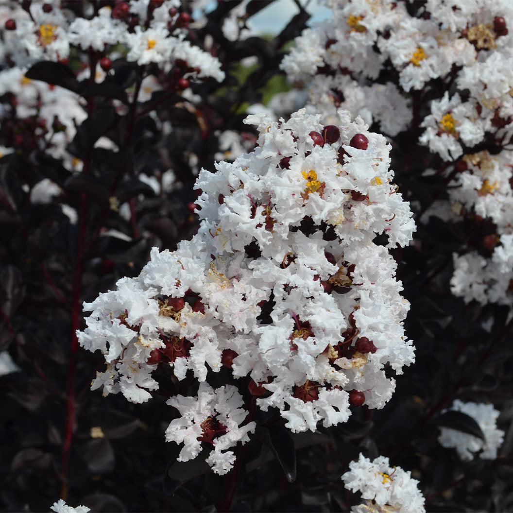 Black Diamond® Crystalline™ Crape Myrtle - Image 3