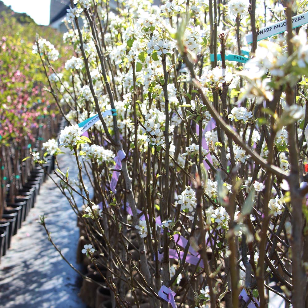 D'Anjou Pear Tree - Image 5