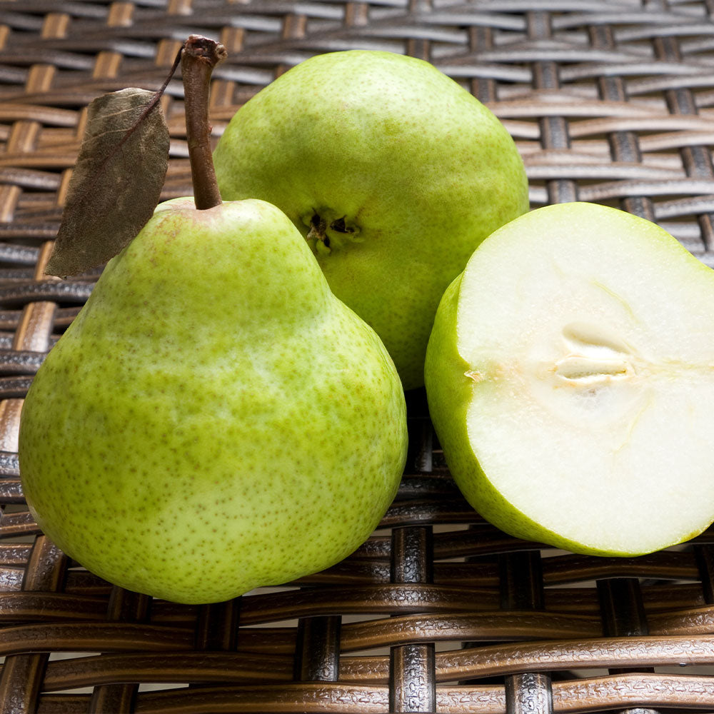 D'Anjou Pear Tree - Image 4