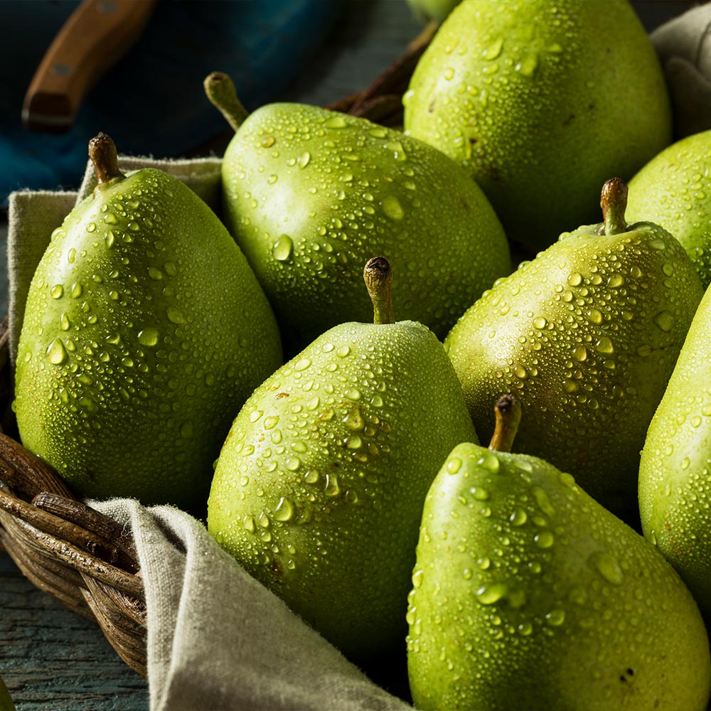 D'Anjou Pear Tree - Image 3