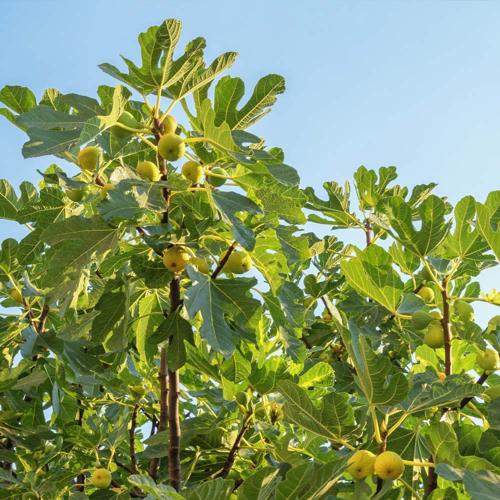 Desert King Fig Tree - Image 2