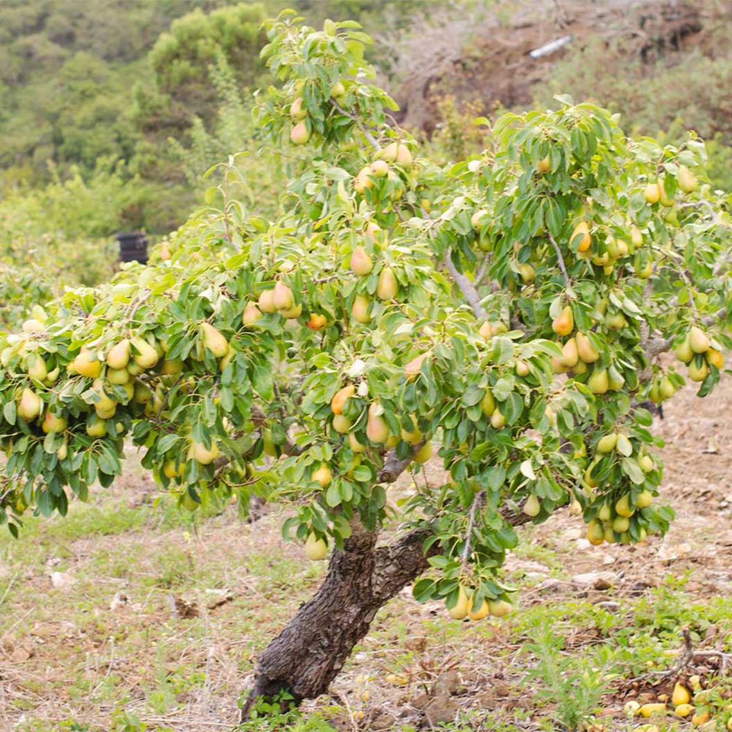 D'Anjou Pear Tree - Image 2