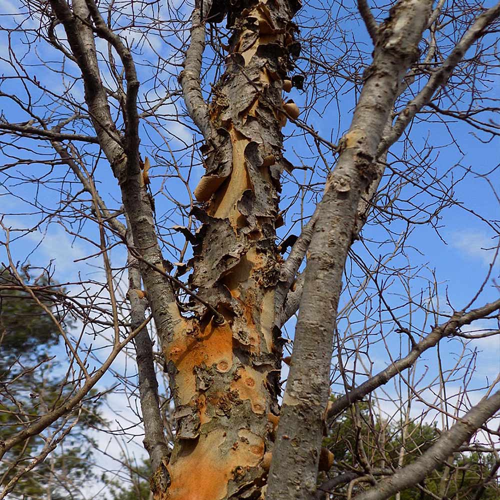 DannaSpire Columnar Elm Tree - Image 5