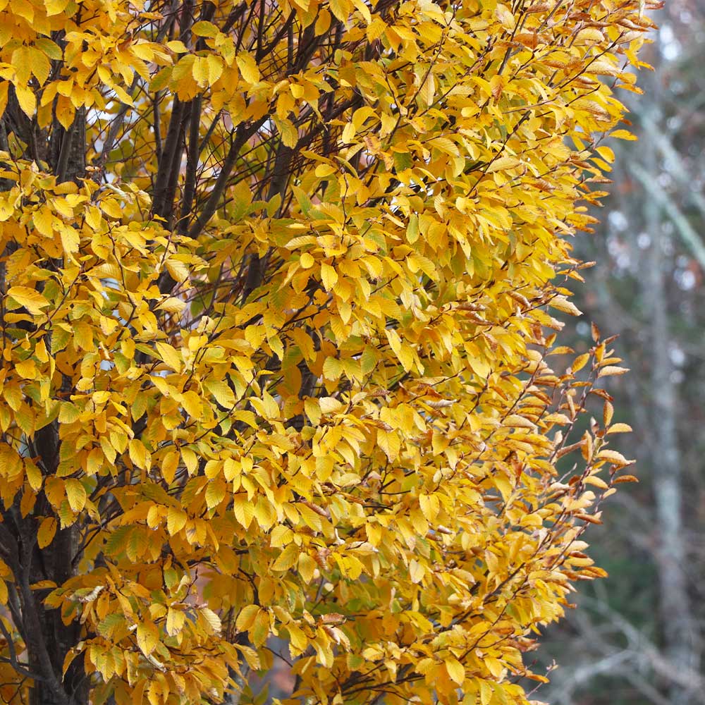 DannaSpire Columnar Elm Tree - Image 4
