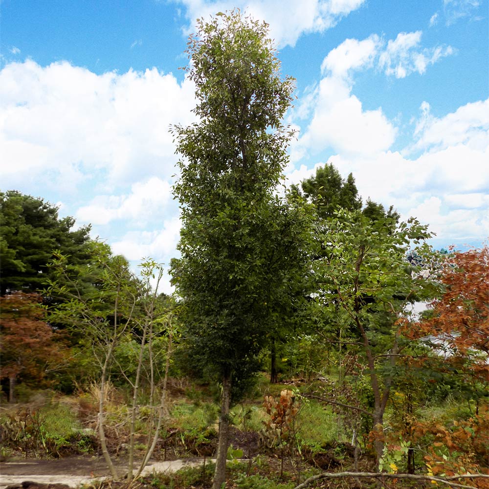 DannaSpire Columnar Elm Tree - Image 3