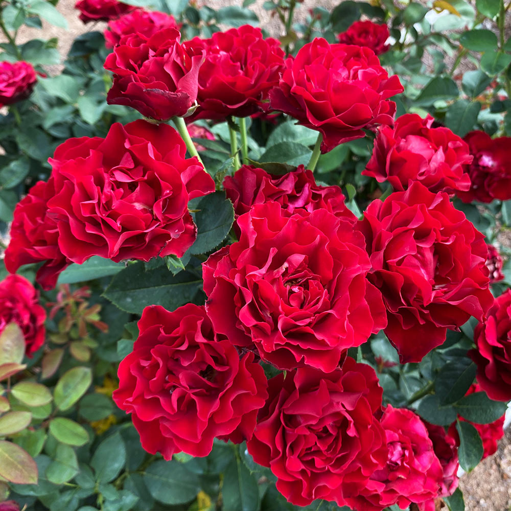 Dancing in the Dark Rose Tree - Image 2