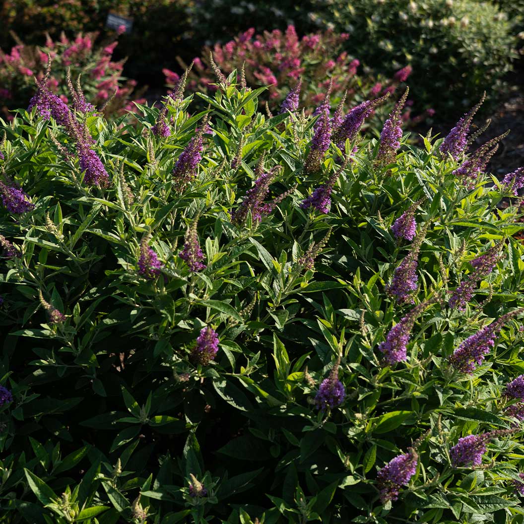 Dapper® Lavender Butterfly Bush - Image 2