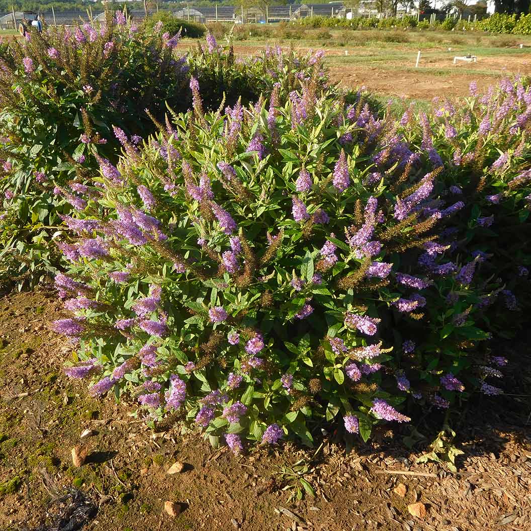 Dapper® Lavender Butterfly Bush - Image 4