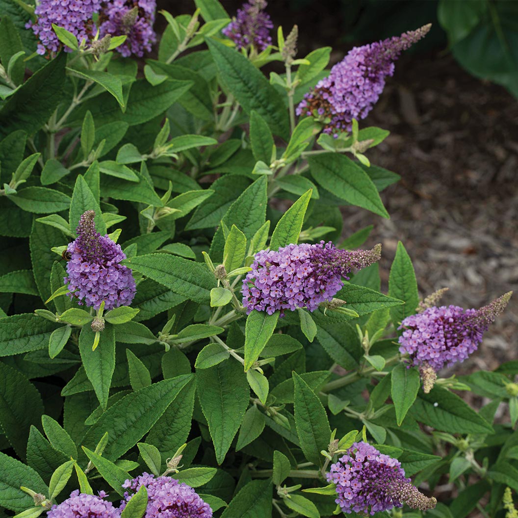 Dapper® Lavender Butterfly Bush - Image 5