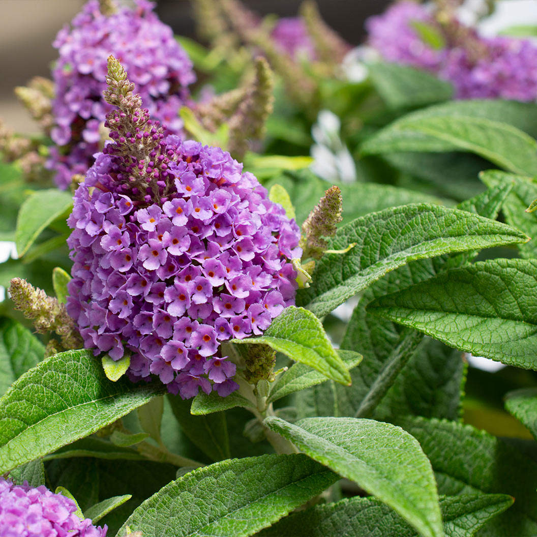 Dapper® Lavender Butterfly Bush - Image 3