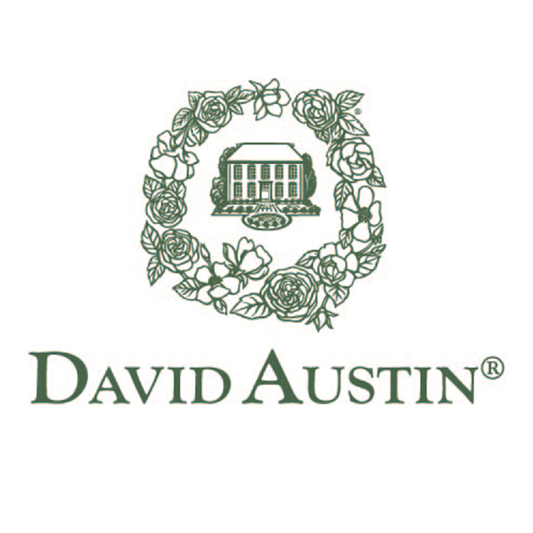 David Austin® Gabriel Oak™ Rose Shrub - Image 4
