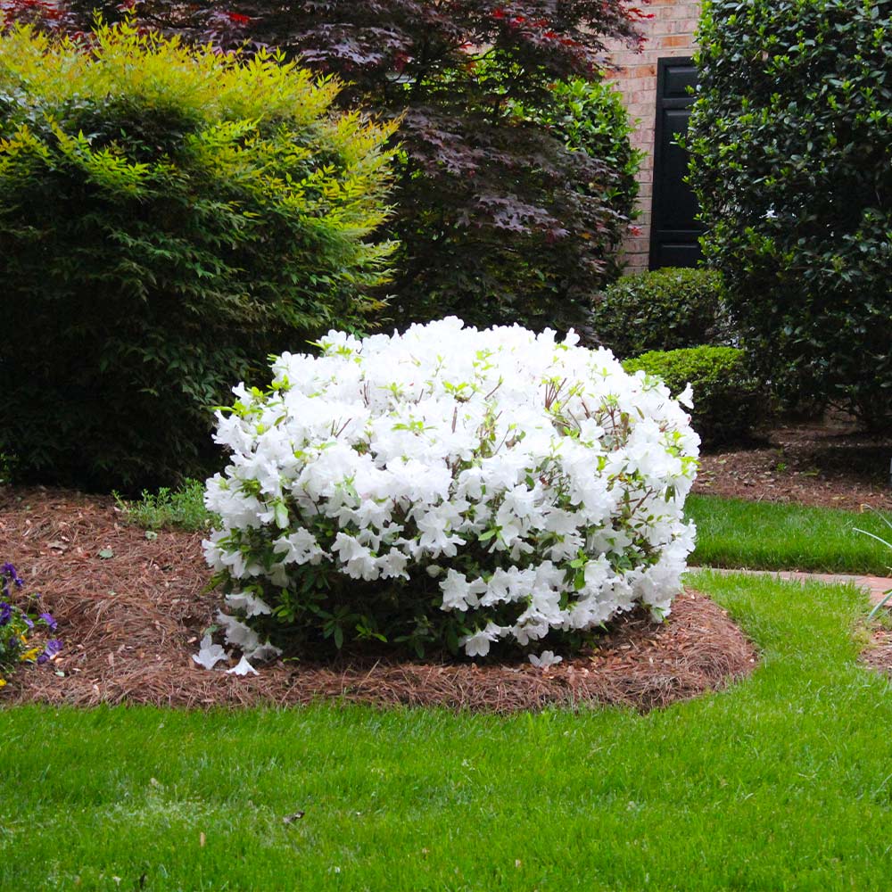 Delaware Valley White Azalea - Image 3