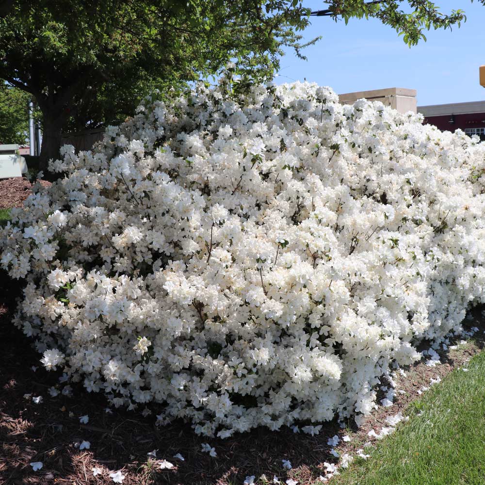 Delaware Valley White Azalea - Image 4