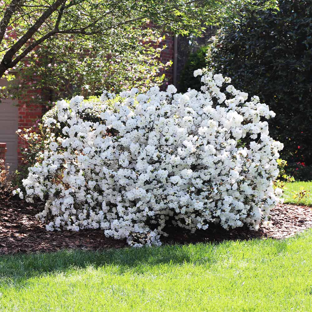 Delaware Valley White Azalea - Image 2