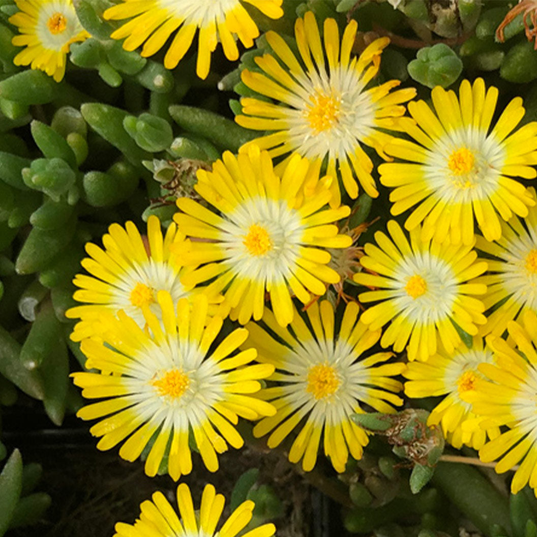 Jewel of Desert Peridot Ice Plant - Image 2