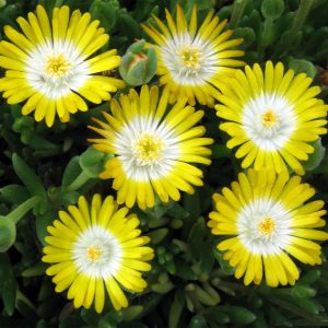 Jewel of Desert Peridot Ice Plant