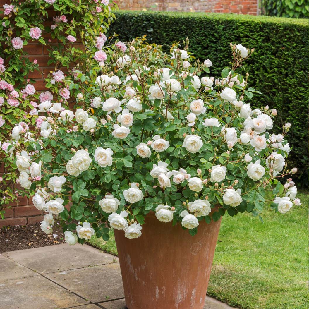 David Austin® Desdemona™ Rose Shrub - Image 2