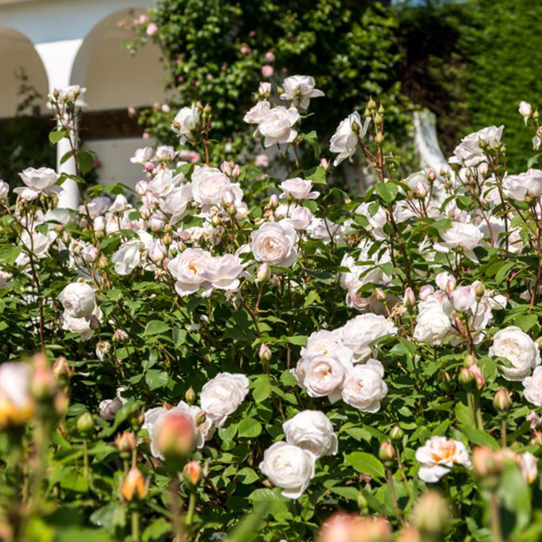 David Austin® Desdemona™ Rose Shrub - Image 3