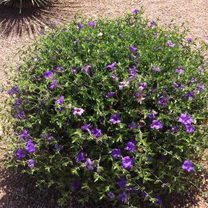 Desert Ruellia Shrub