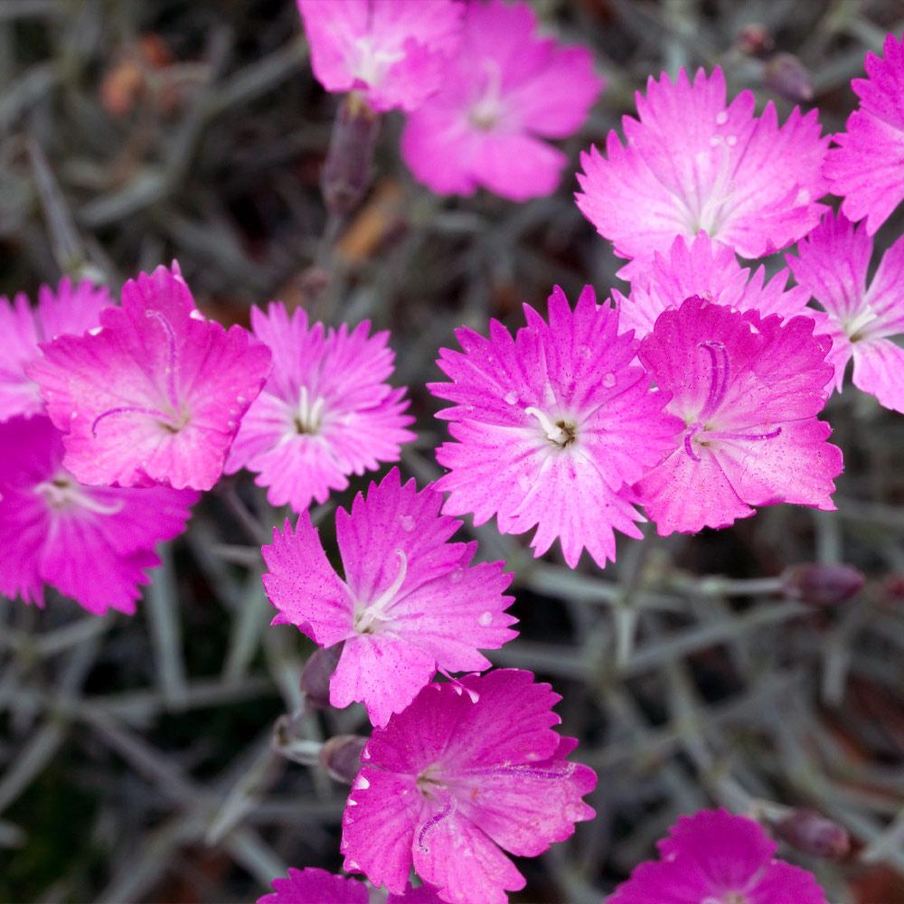 Firewitch Dianthus Plant - Image 2