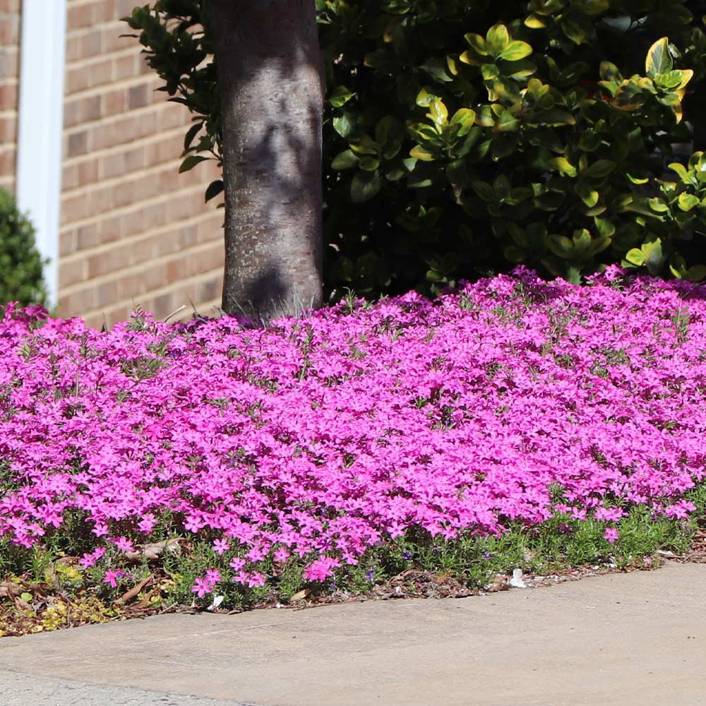 Firewitch Dianthus Plant - Image 3