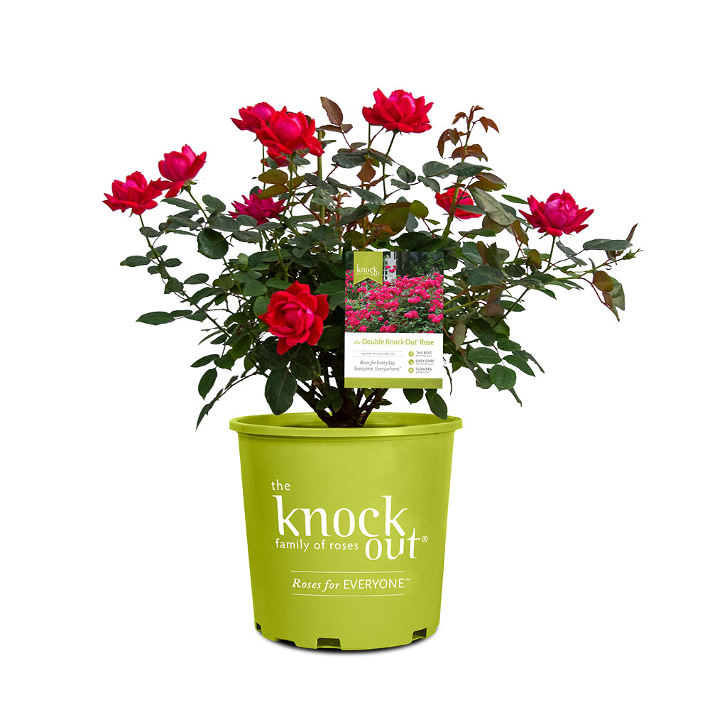 Double Knock Out® Rose Shrub - Image 6