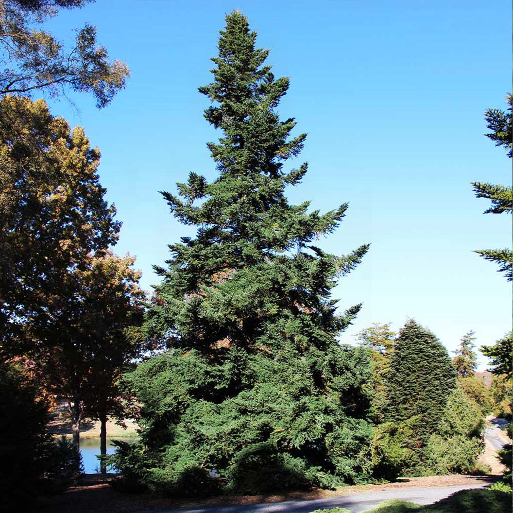 Douglas Fir Tree - Image 2